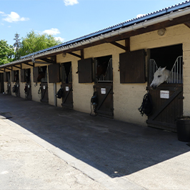 Vente chevaux dans l'Oise